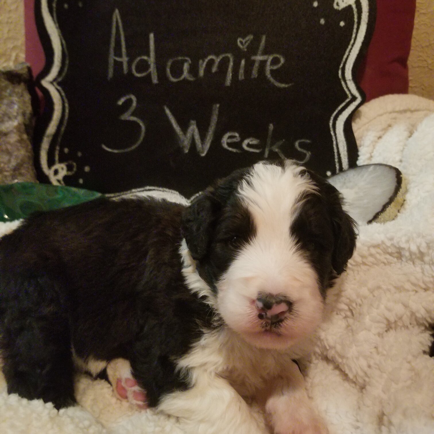 Image of a Bernedoodle Puppy